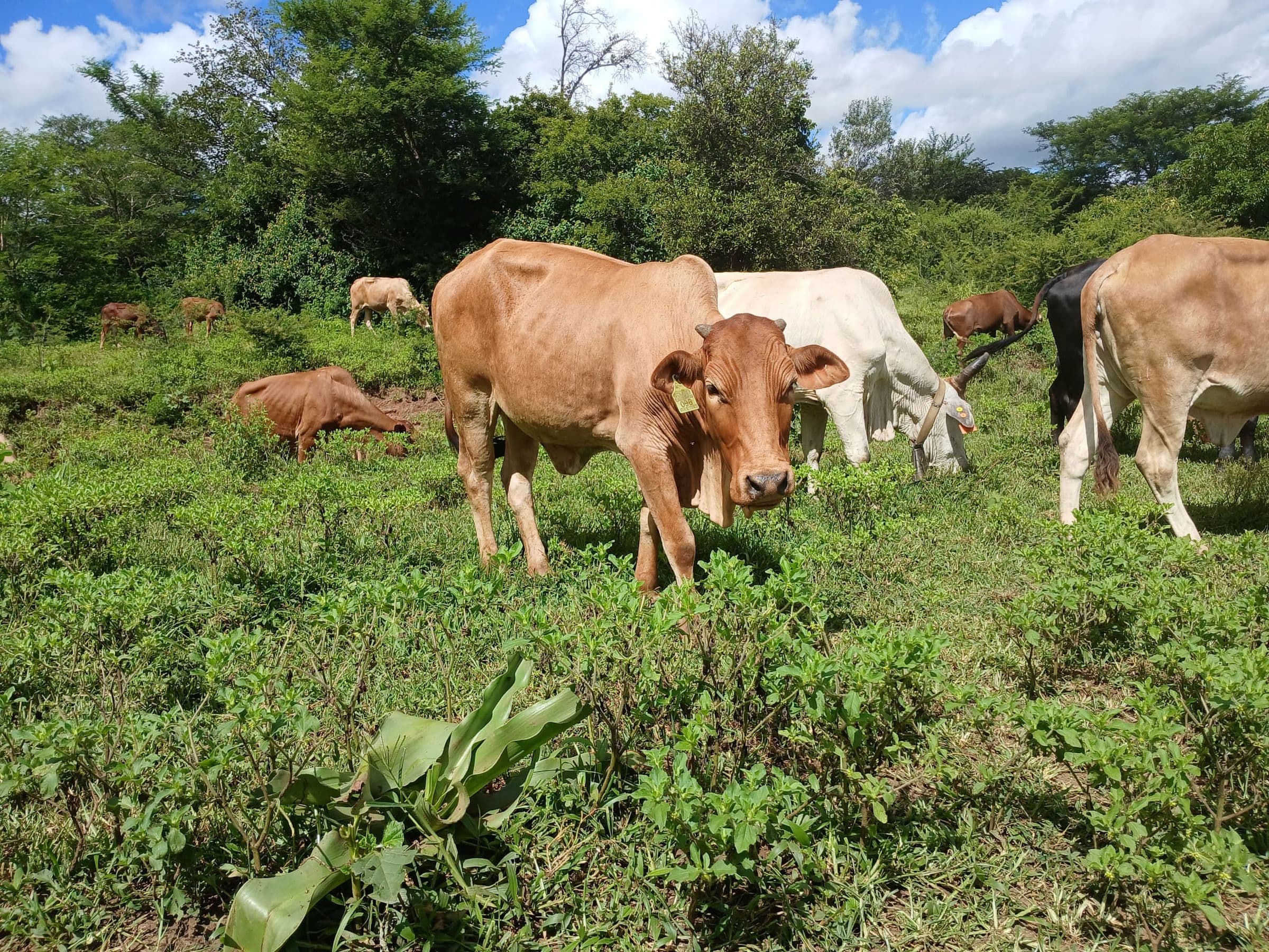 The herd grazing green pasture beneath the mountains