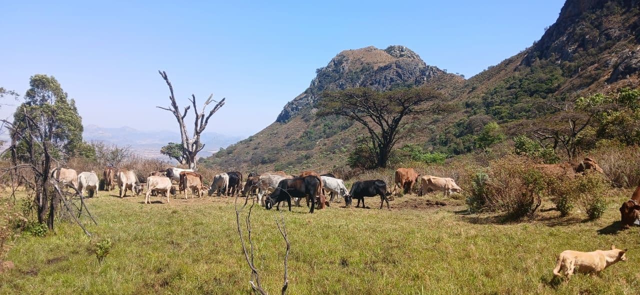 The herd moving below the peaks at the farm