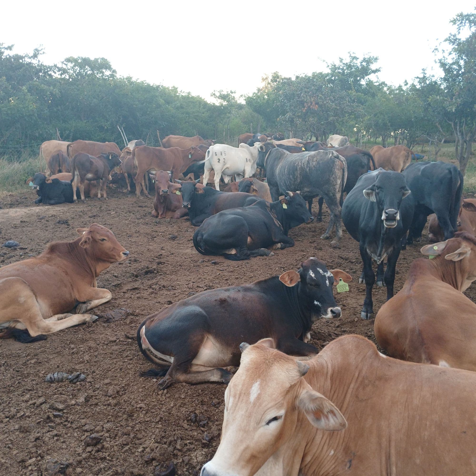 The herd grazing beneath the mountains in Nyanga, eastern Zimbabwe