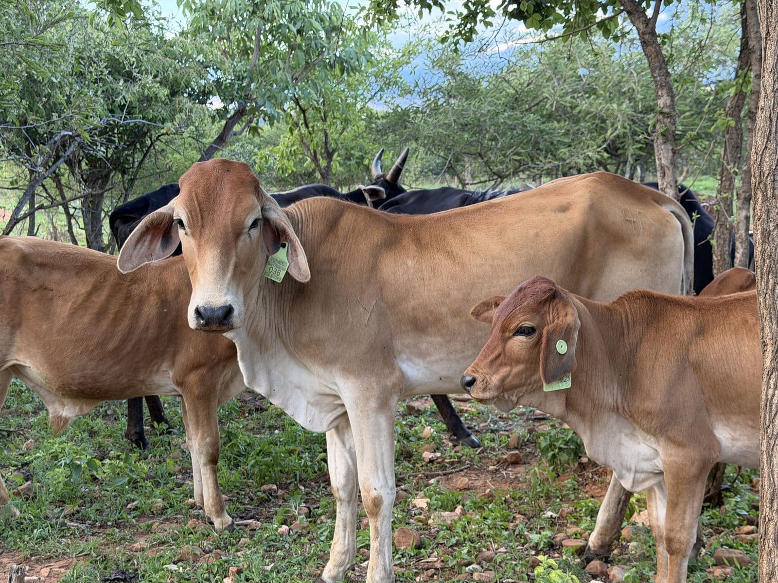 Boran cattle up close - the breed Muozi Boran Stud is built around
