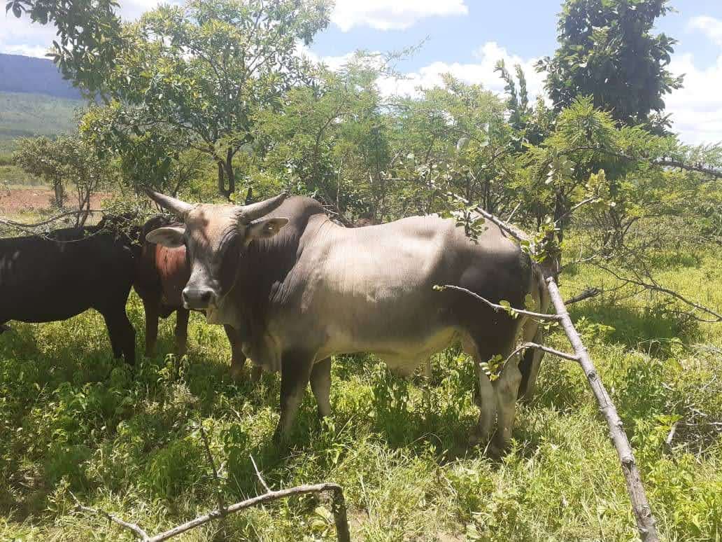 Gweru, foundation bull at Muozi Boran Stud