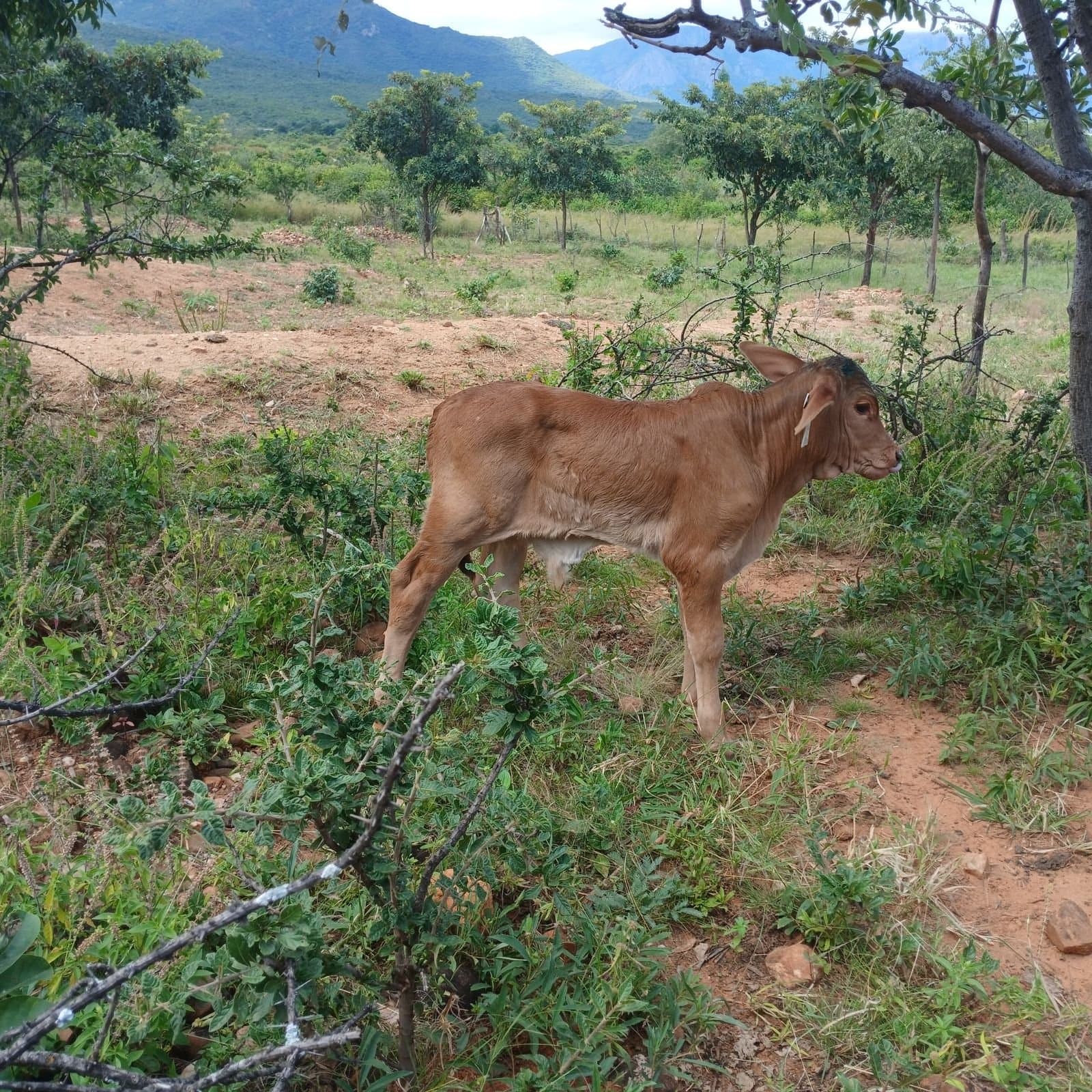 Calf by the bush
