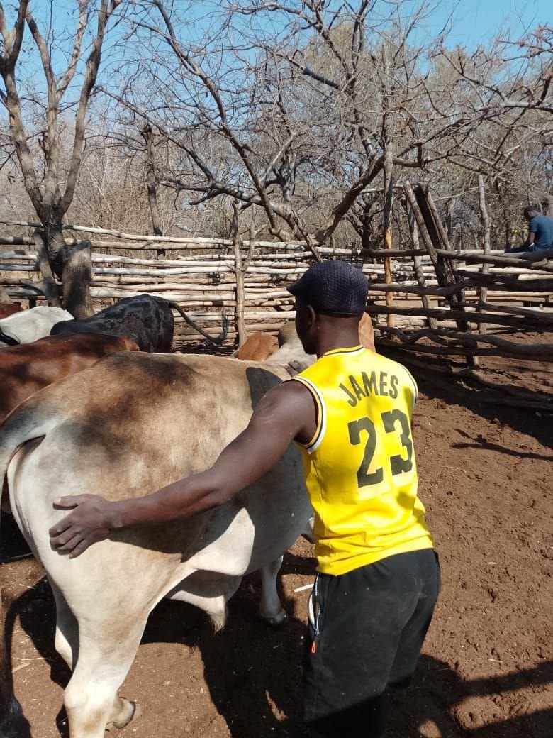 Working the kraal