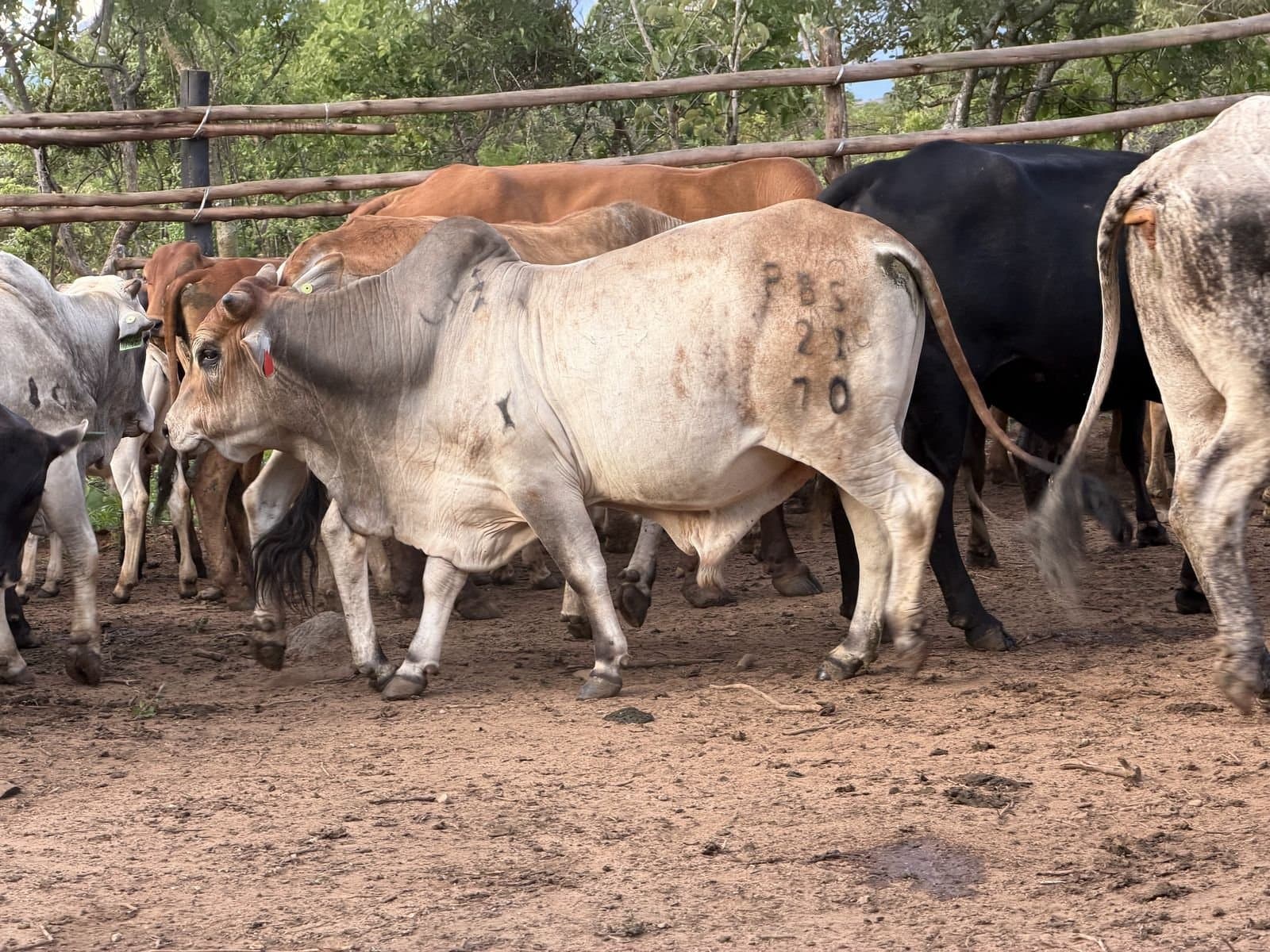 The herd at the kraal