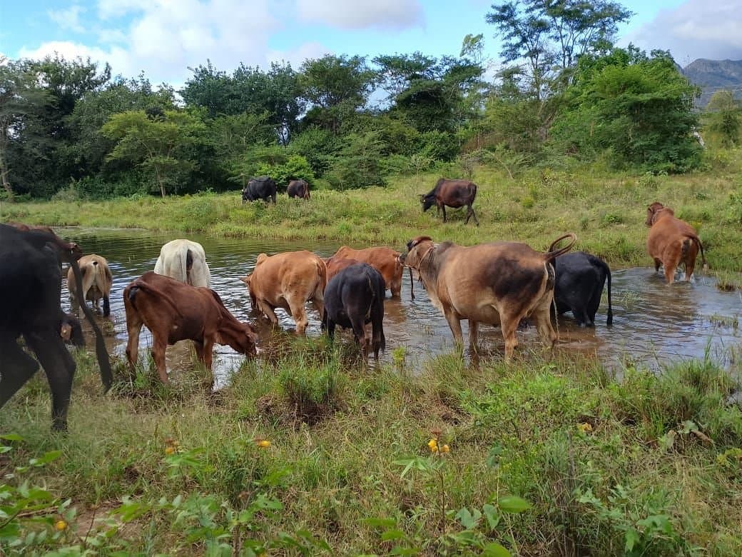 Cattle at the water