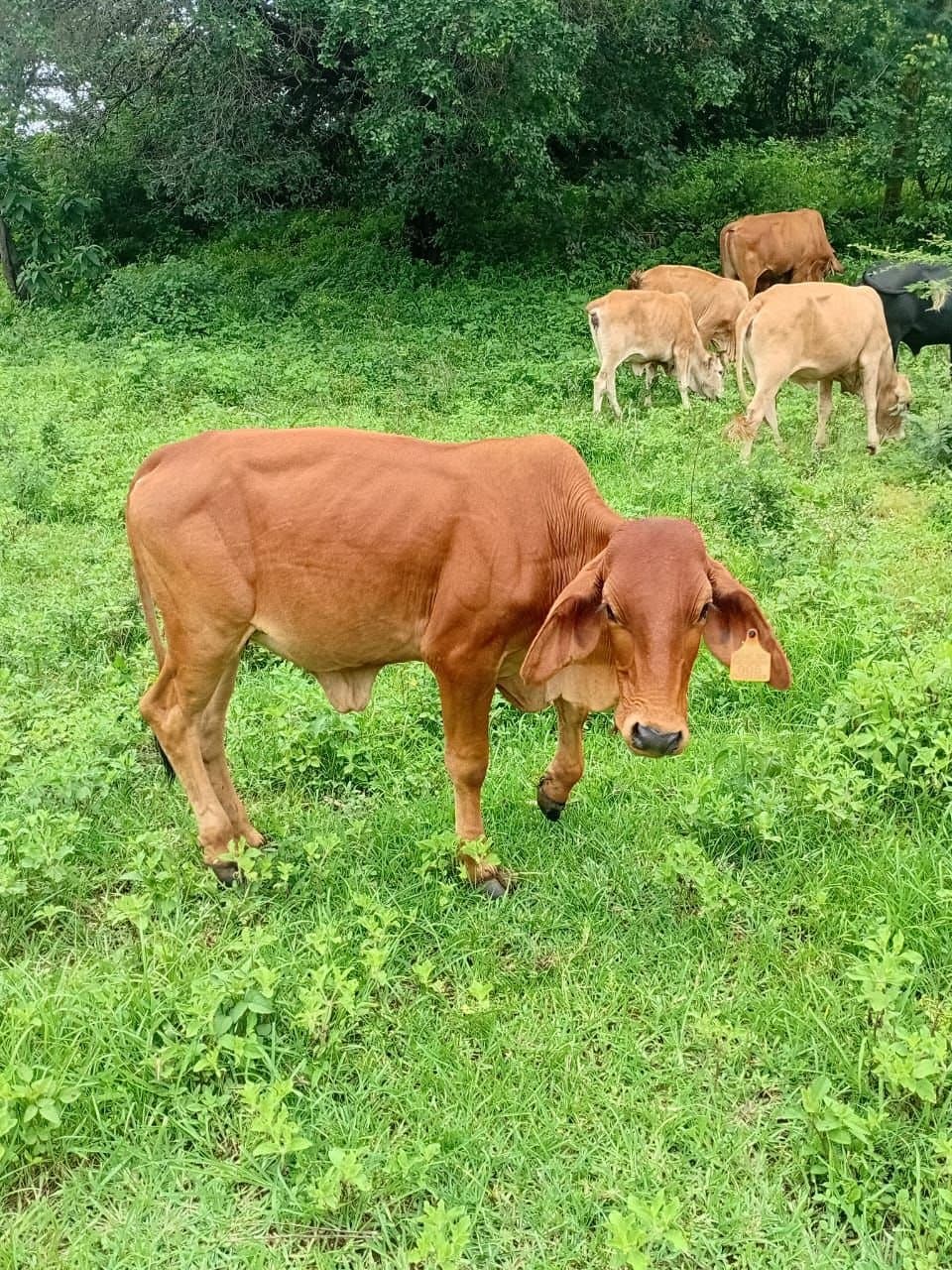 Young calf