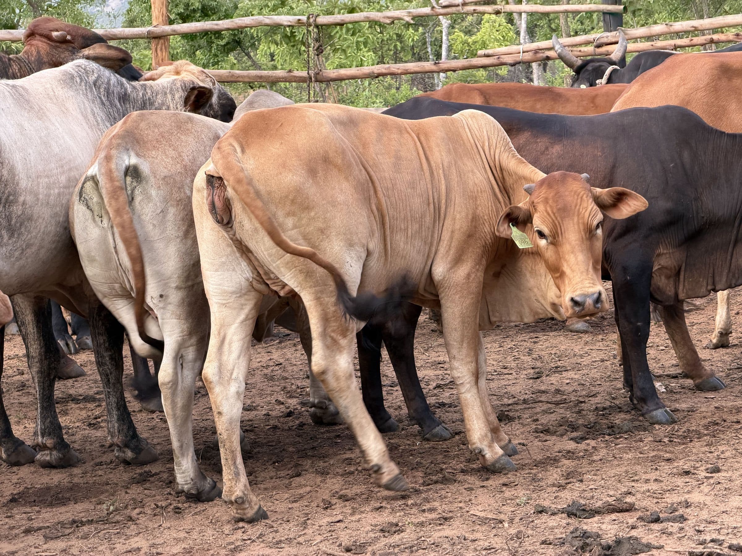 The Muozi Boran Stud farm in the Nyanga highlands