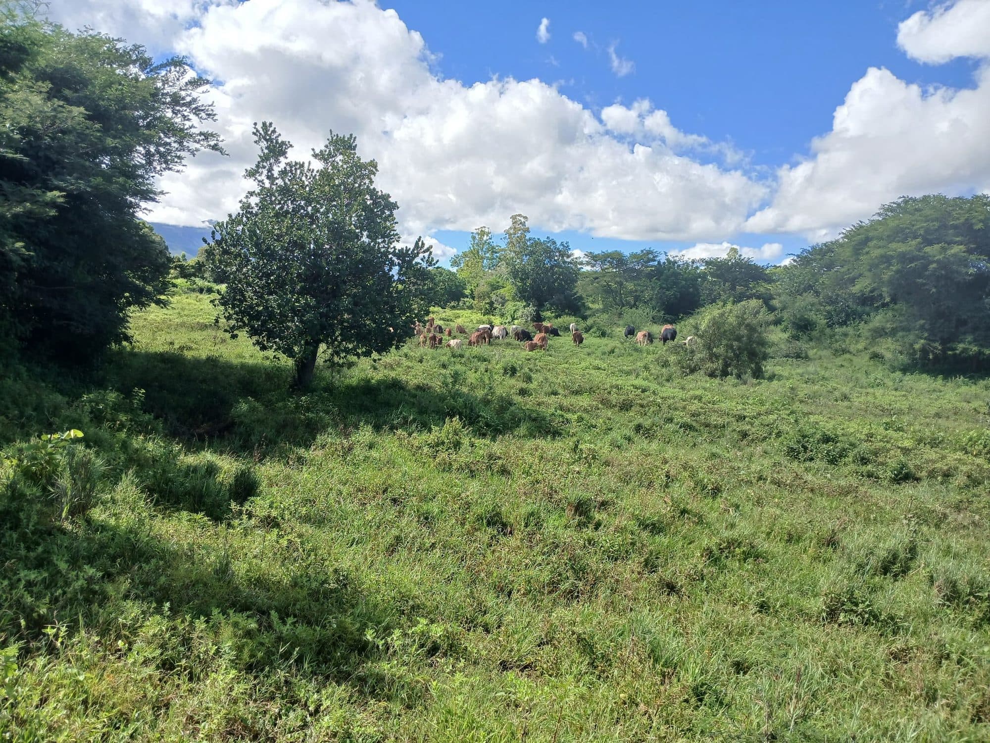 Green pasture on the farm with the herd grazing in the distance