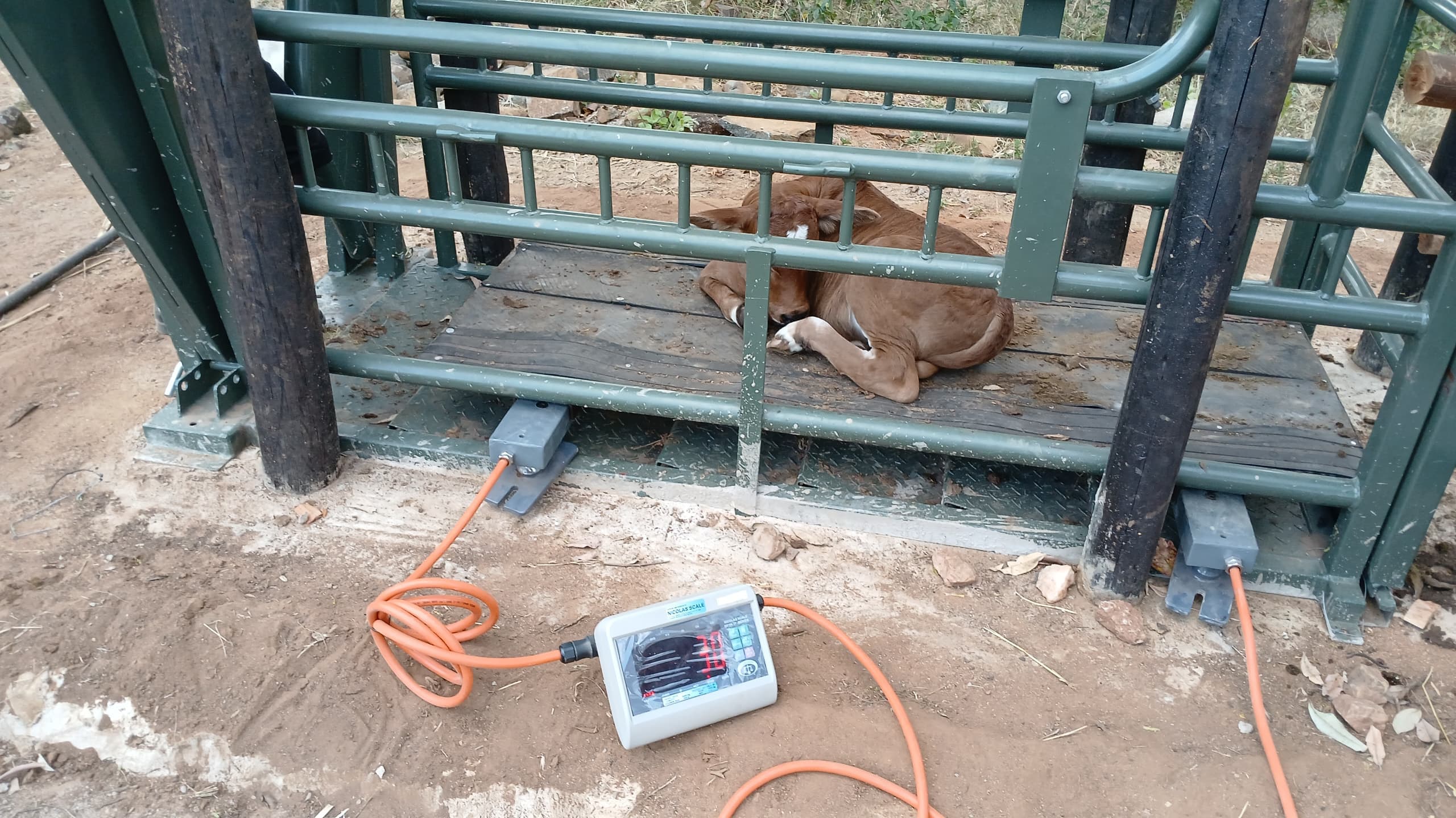 Students learning cattle handling at the crush on the farm